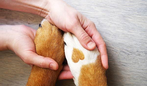 A person holding an animal's paws.