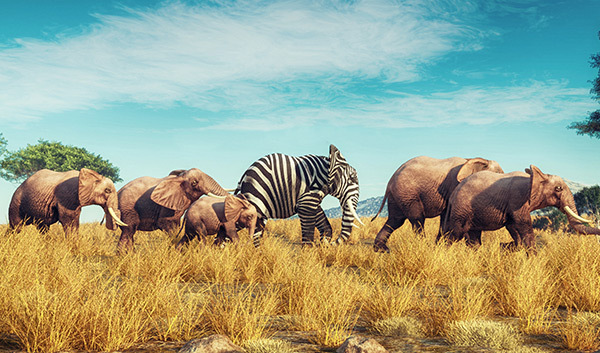 A group of elephants with a striped elephant in the middle of the pack.