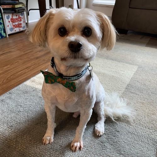 A picture of the dog Solo.