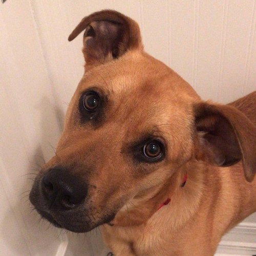 A picture of the dog Lewis.