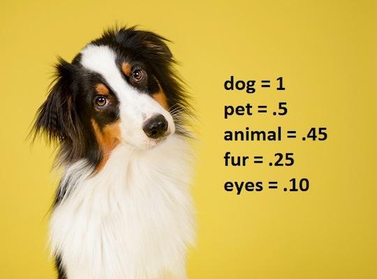 Das Bild eines Hundes mit Schlagworten, die nach bestimmten Kriterien gewichtet und angeordnet sind.