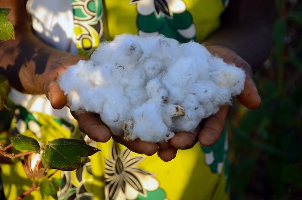 sustainable cotton