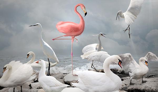 Ein rosa Flamingo neben weißen Schwänen.