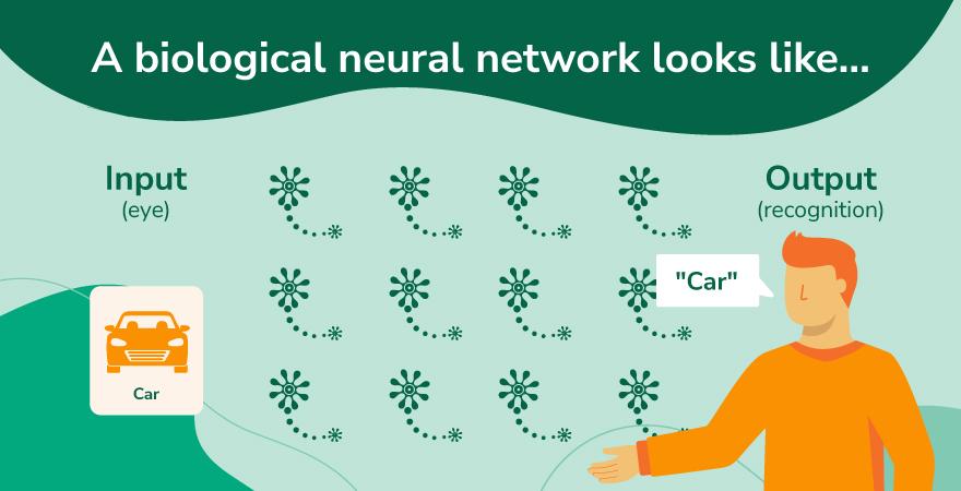A biological neural network illustration of a man seeing and recognizing a car over a green background.