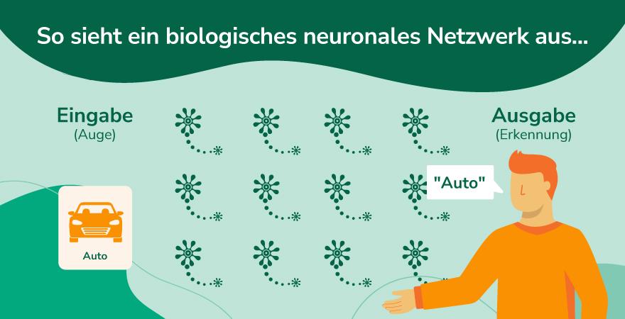 Ein biologisches neuronales Netzwerk, bei dem ein Mann ein Auto sieht und erkennt (Abbildung vor grünem Hintergrund).