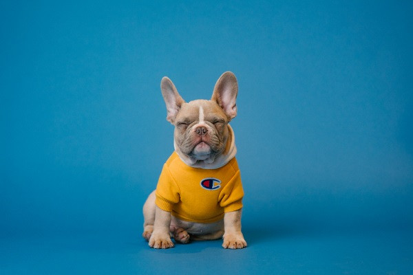Ein Bild von einem Hund, der einen Pullover trägt.