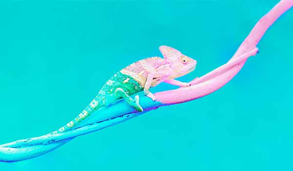 Ein gut getarntes Reptil.