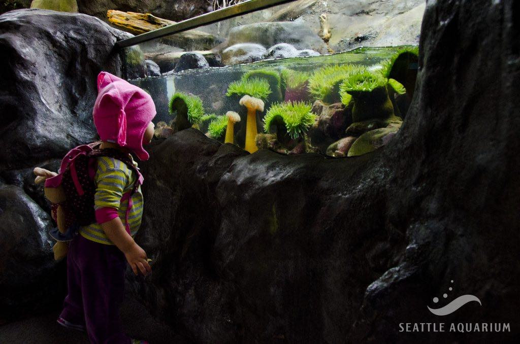 Ein Bild eines staunenden Kindes neben einem Becken des Seattle Aquariums.