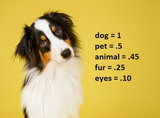 Das Bild eines Hundes mit Schlagworten, die nach bestimmten Kriterien gewichtet und angeordnet sind.
