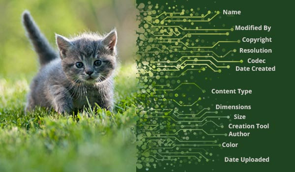 Ein Bild von einer Katze mit Daten am Rand.