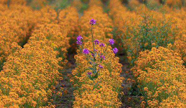 Eine violette Blume in einem Feld gelb blühender Pflanzen.