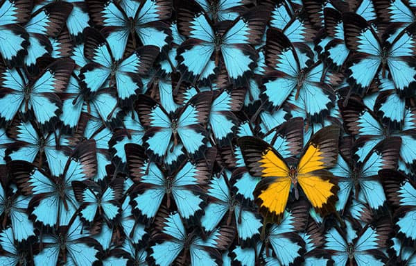 Zwischen blauen Schmetterlingen befindet sich ein orangefarbener Falter.