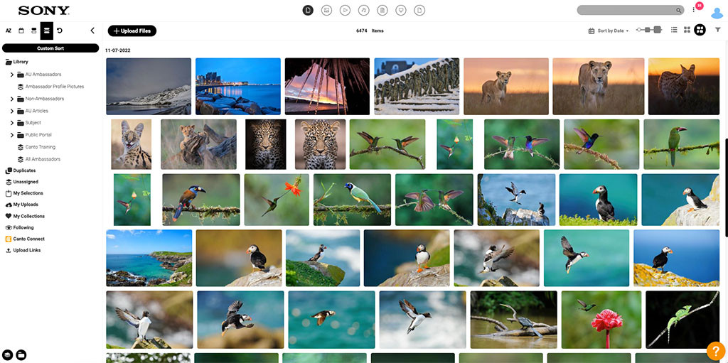 Screenshot des DAM-Systems von Sony mit digitalen Assets, die von Markenbotschaftern über die Canto Benutzeroberfläche hochgeladen wurden. Sie zeigen Bilder von verschiedenen Tierarten aus aller Welt, wie Löwen, Geparden und verschiedene Vogelarten in unterschiedlichen Farben.