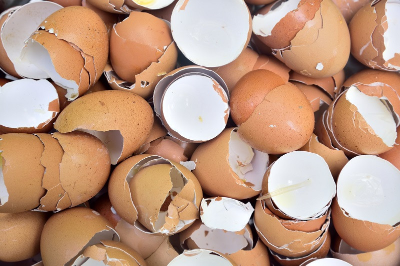 A group of broken eggshells.