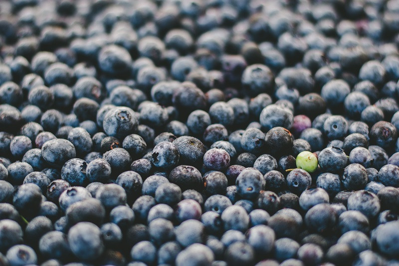 A group of blueberries with one green one.