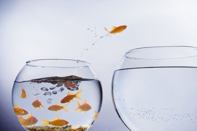 A goldfish jumping to a new bowl.